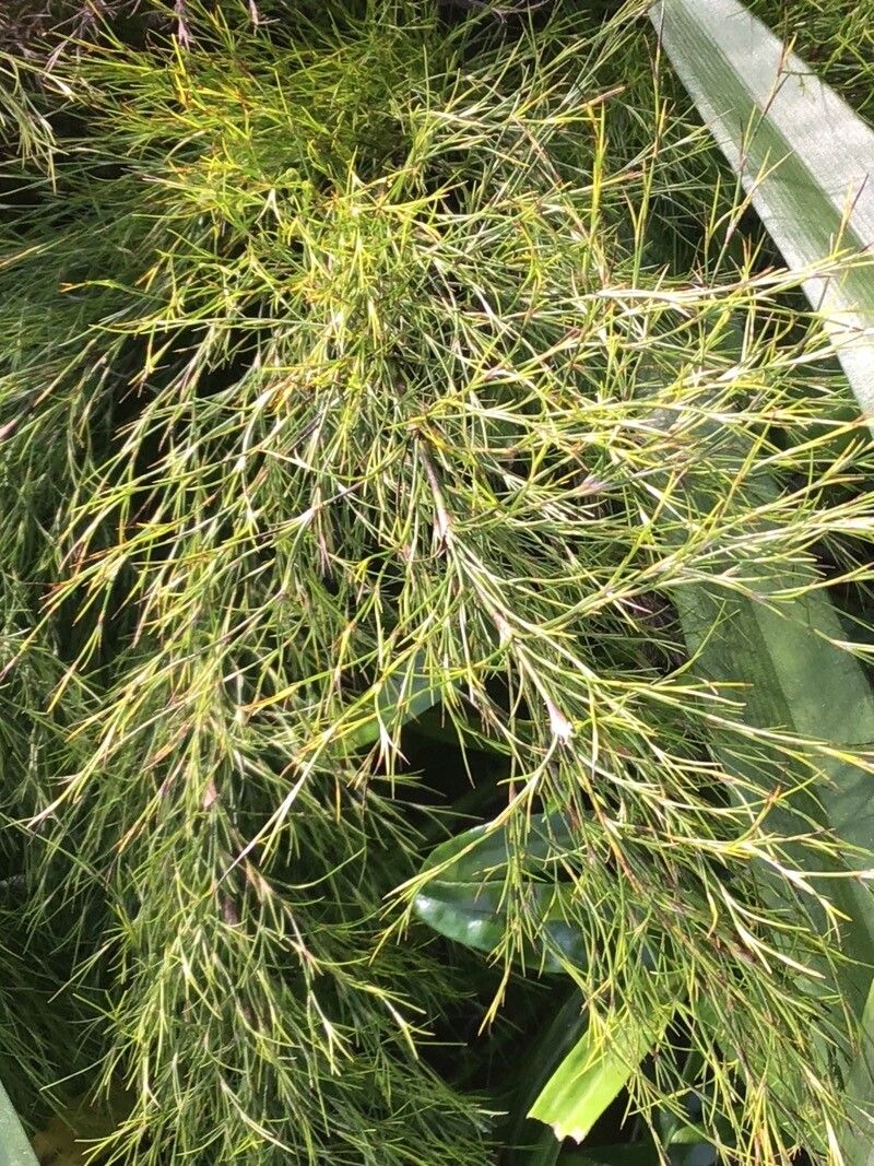 Restio subverticillatus — houseplant care guide