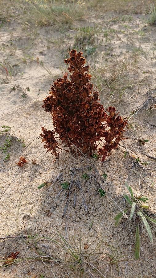 Orobanche densiflora — houseplant care guide