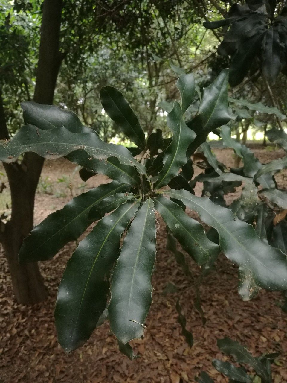 Macadamia ternifolia — search result for 'Proteaceae'