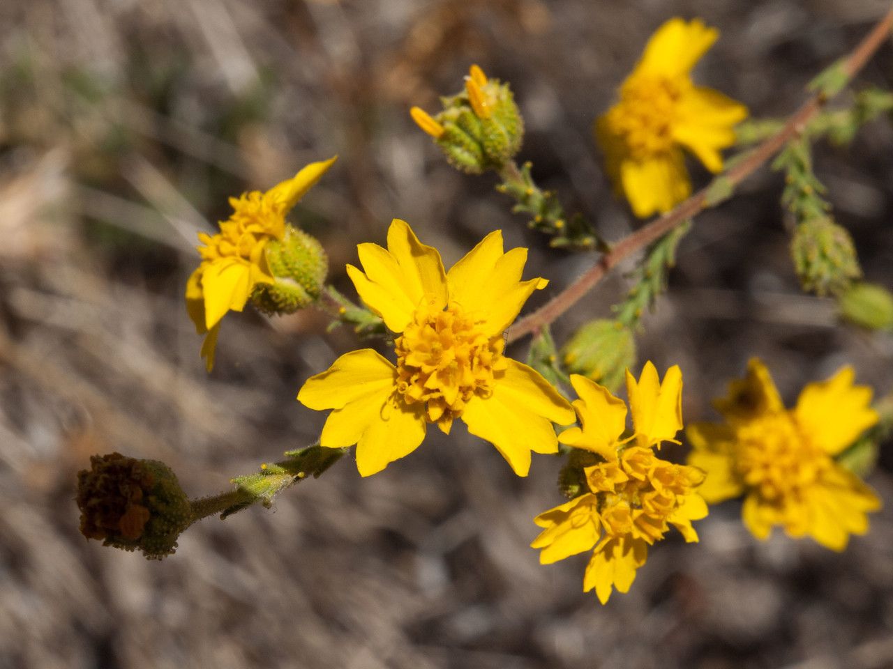 Holocarpha heermannii flower