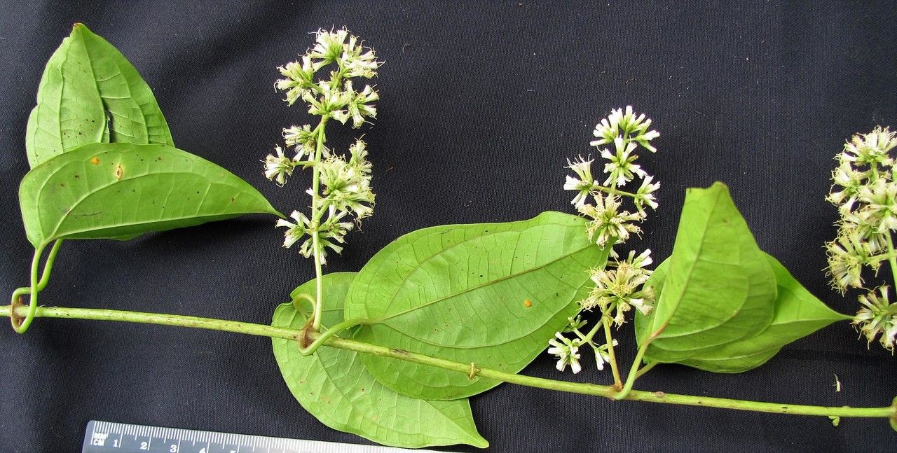 Mikania tonduzii other