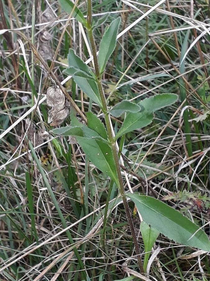 Veronica barrelieri leaf