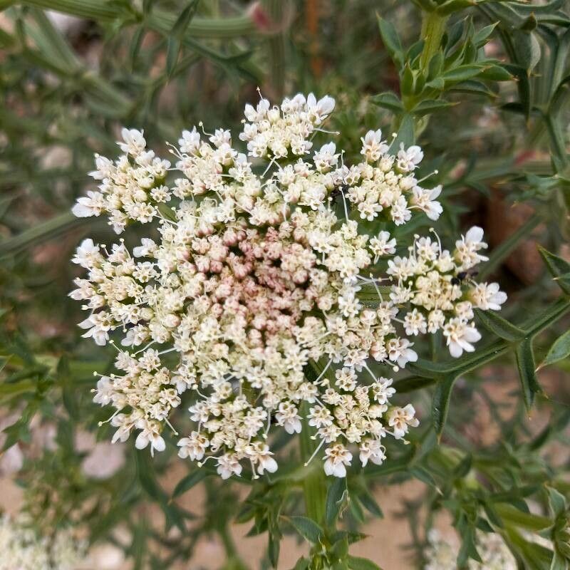 Echinophora spinosa flower
