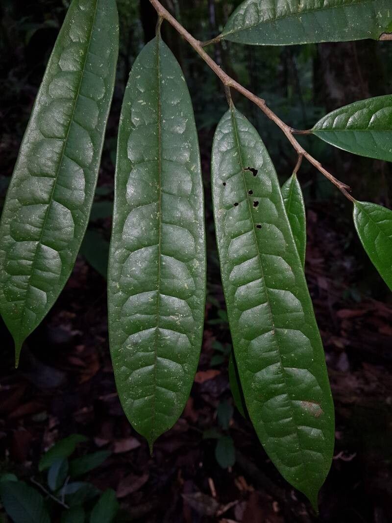 Annona pittieri leaf