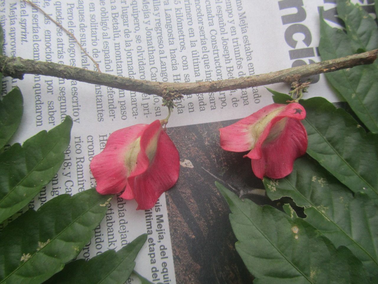 Paullinia serjaniifolia fruit