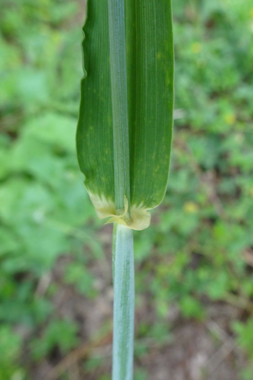 Hordeum vulgare — search result for 'Eurasia'