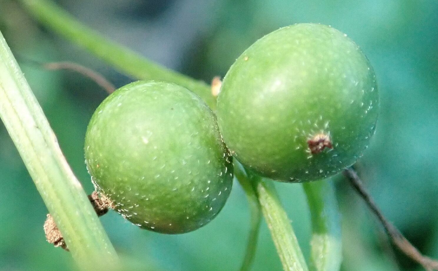 Zehneria scabra fruit