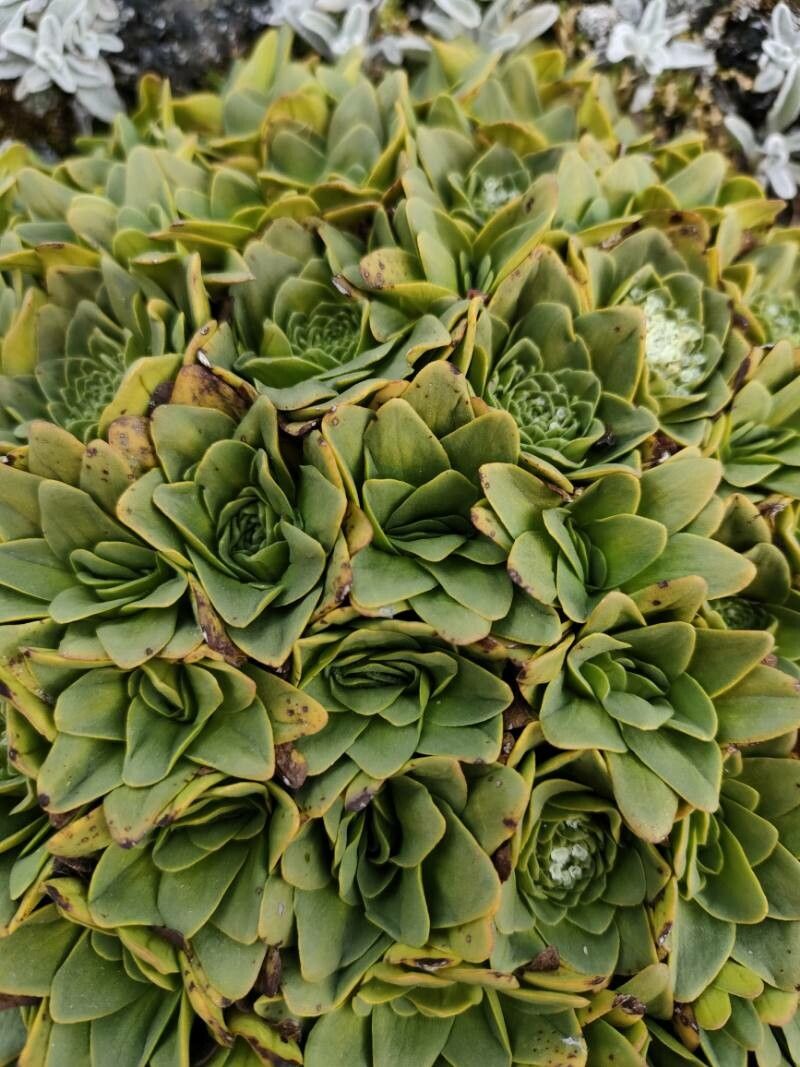 Valeriana erikae — search result for 'Valeriana'