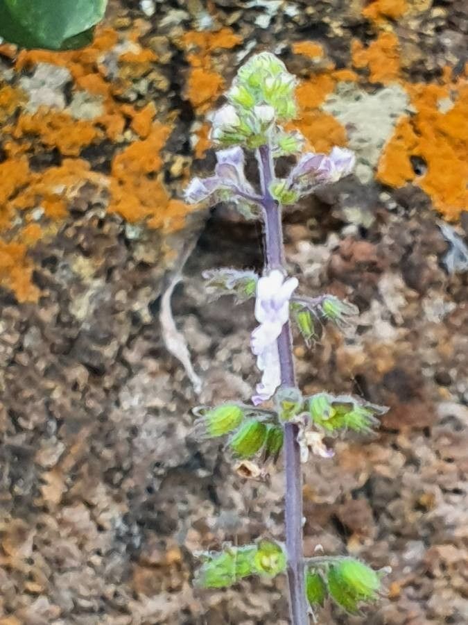 Plectranthus longipes flower