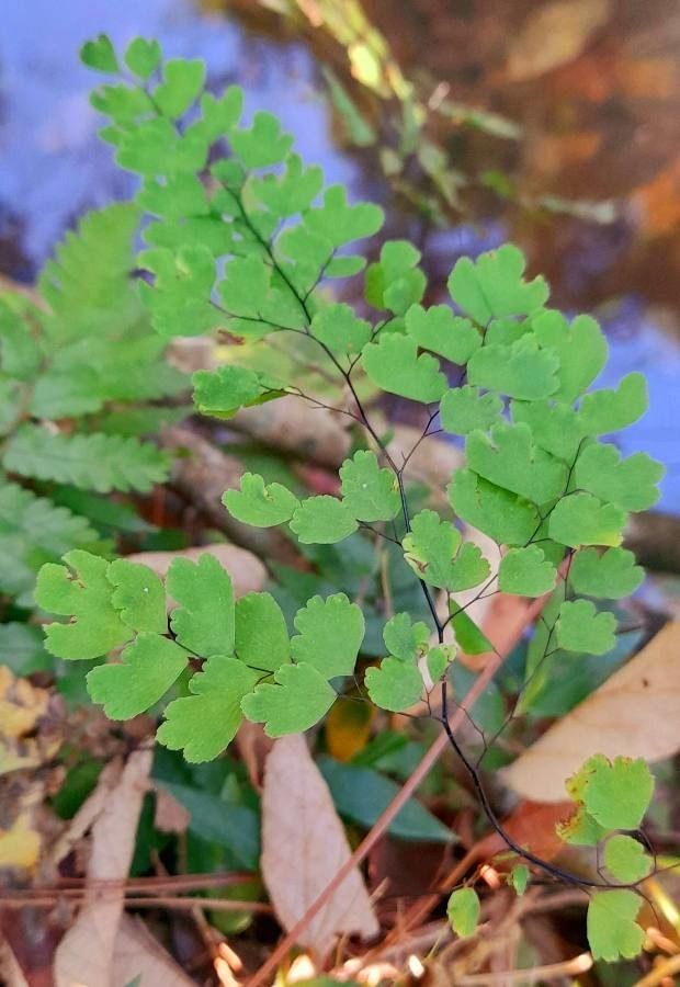 Adiantum poiretii — search result for 'Adiantum'