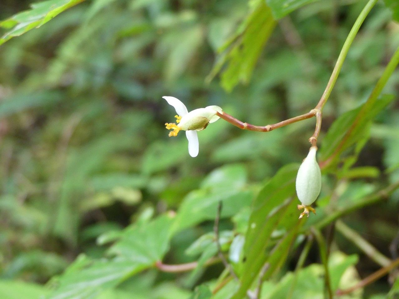 Begonia comorensis flower