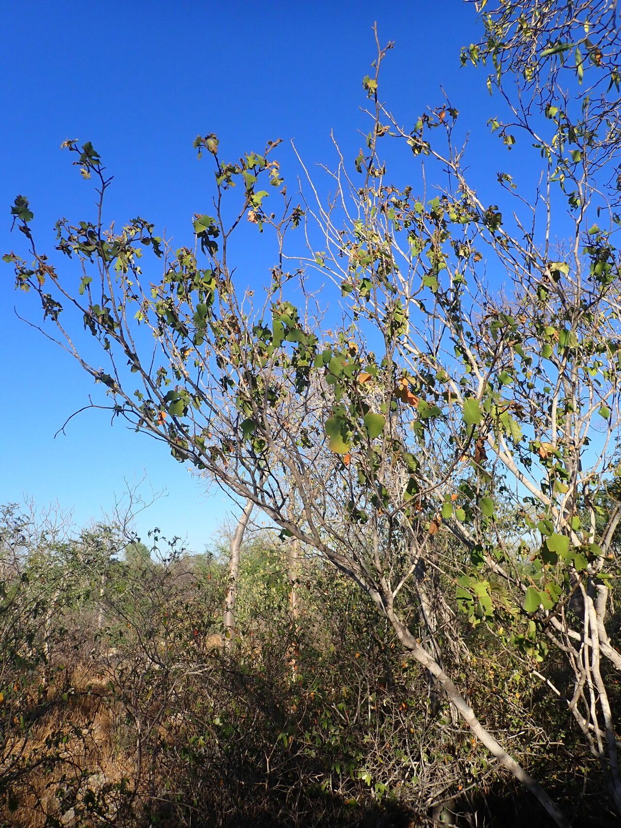 Croton mavoravina habit