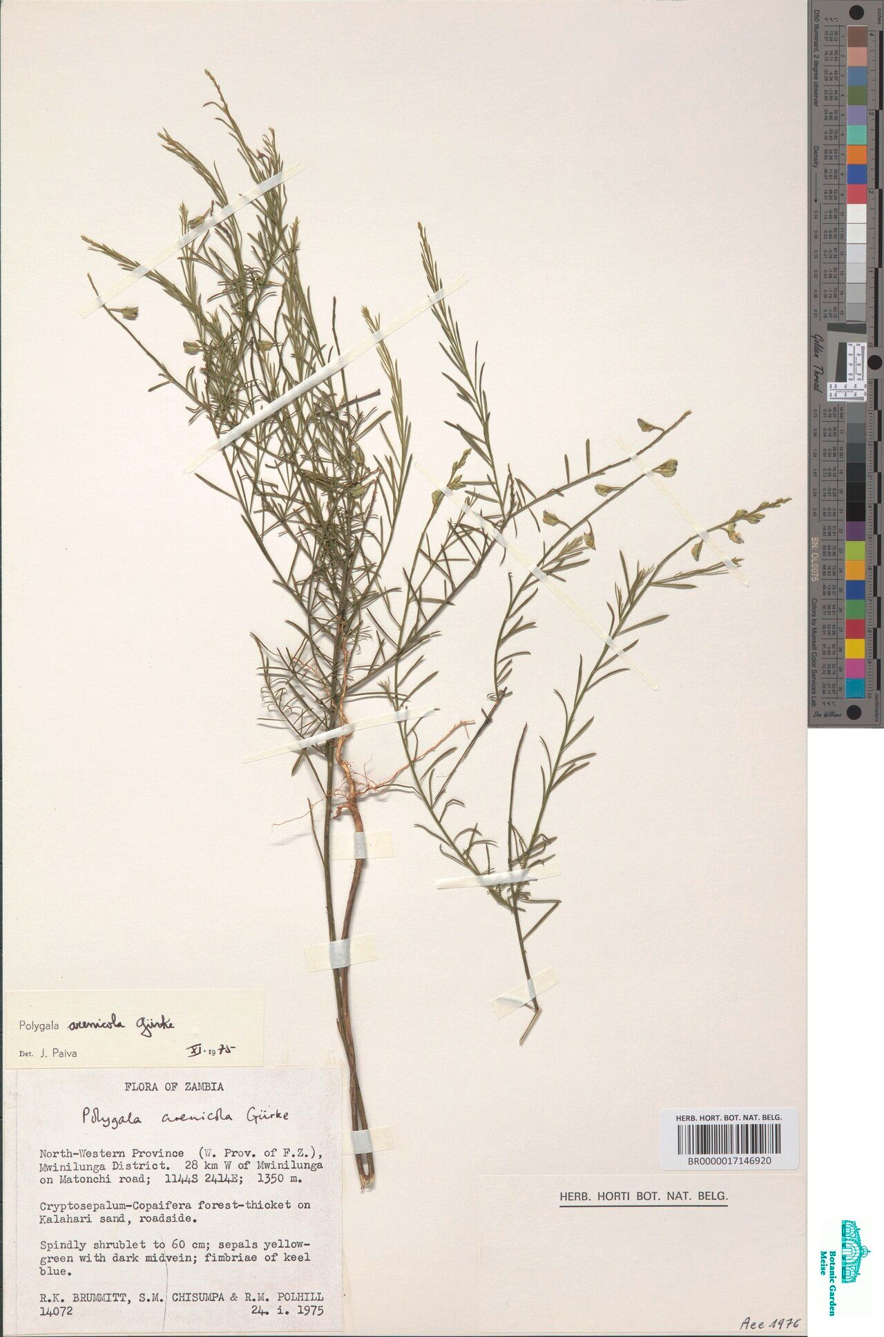 Polygala arenicola — houseplant care guide