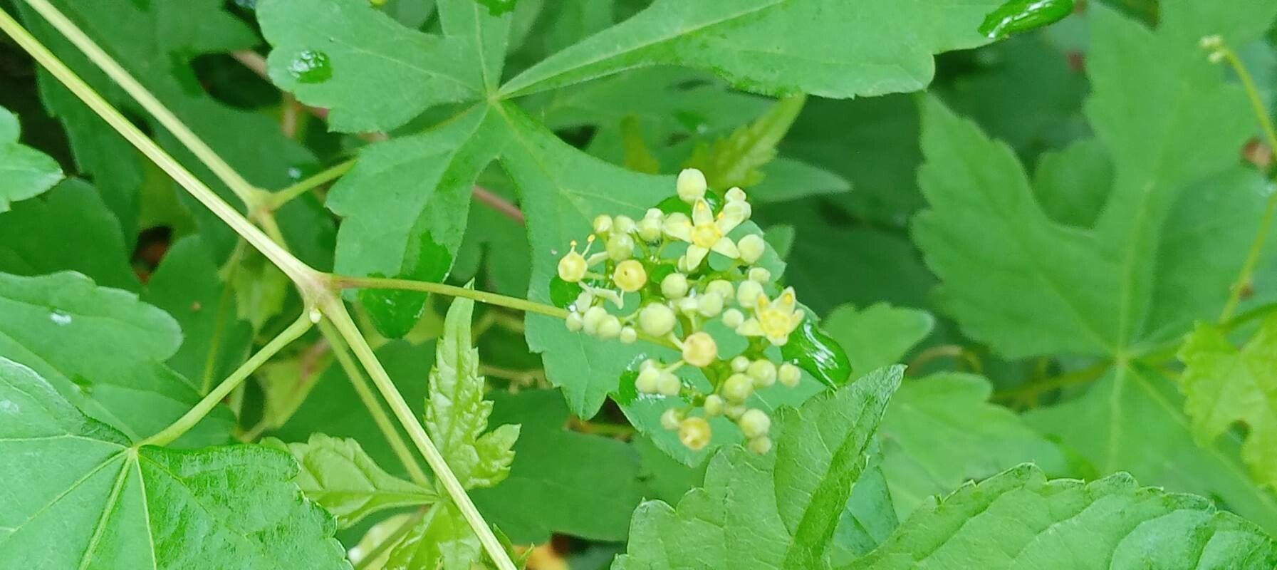 Ampelopsis aconitifolia flower