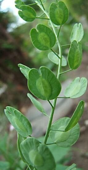 Mummenhoffia alliacea leaf