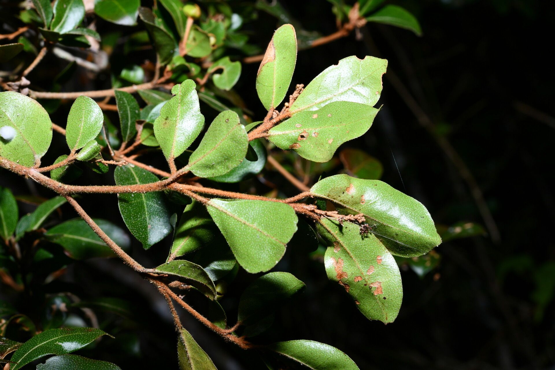 Croton macrobuxus — houseplant care guide