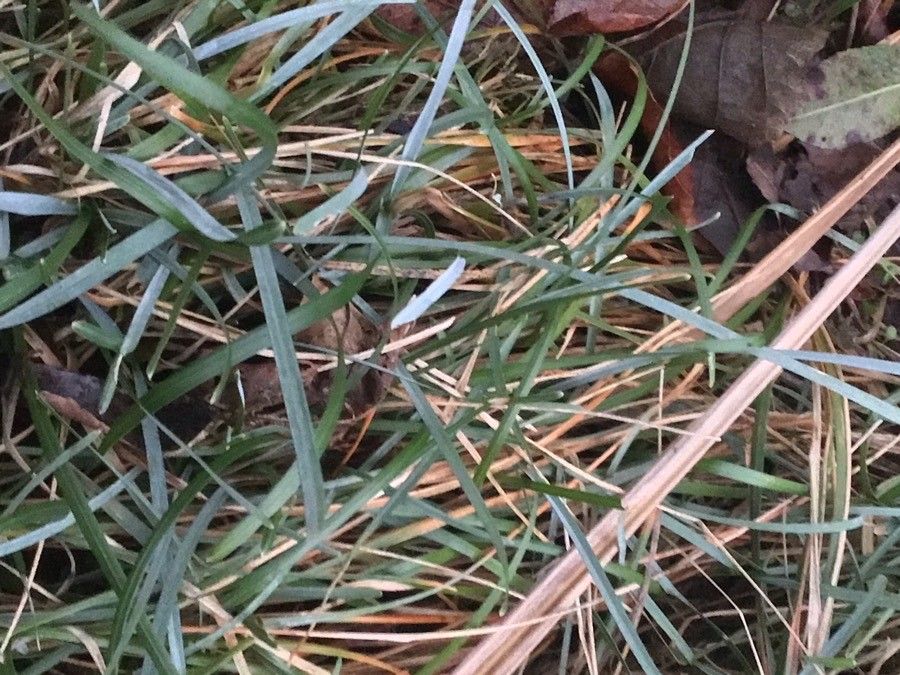 Sesleria caerulea leaf