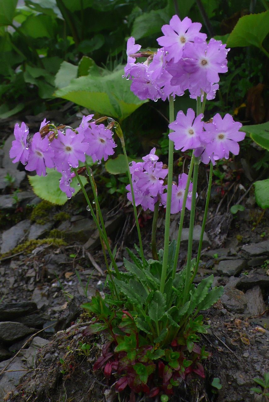 Primula nutans — search result for 'Primula'
