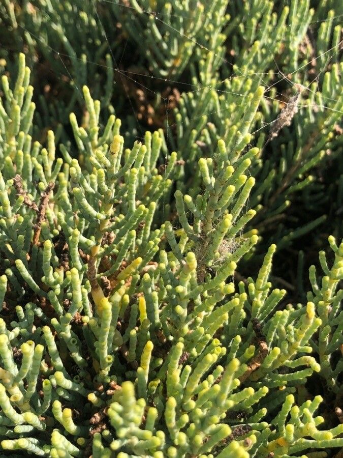 Sarcocornia perennis — related species from the same genus