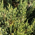 Sarcocornia perennis