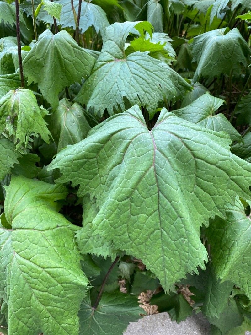 Ligularia wilsoniana — search result for 'Ligularia'