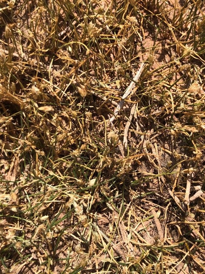 Eleocharis flavescens — search result for 'Juncaceae'