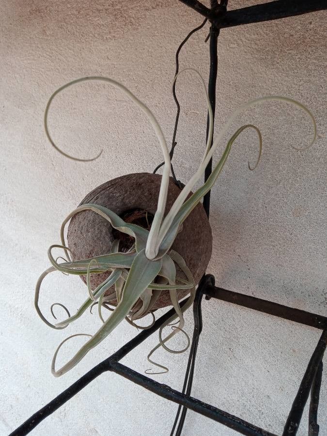 Tillandsia duratii habit