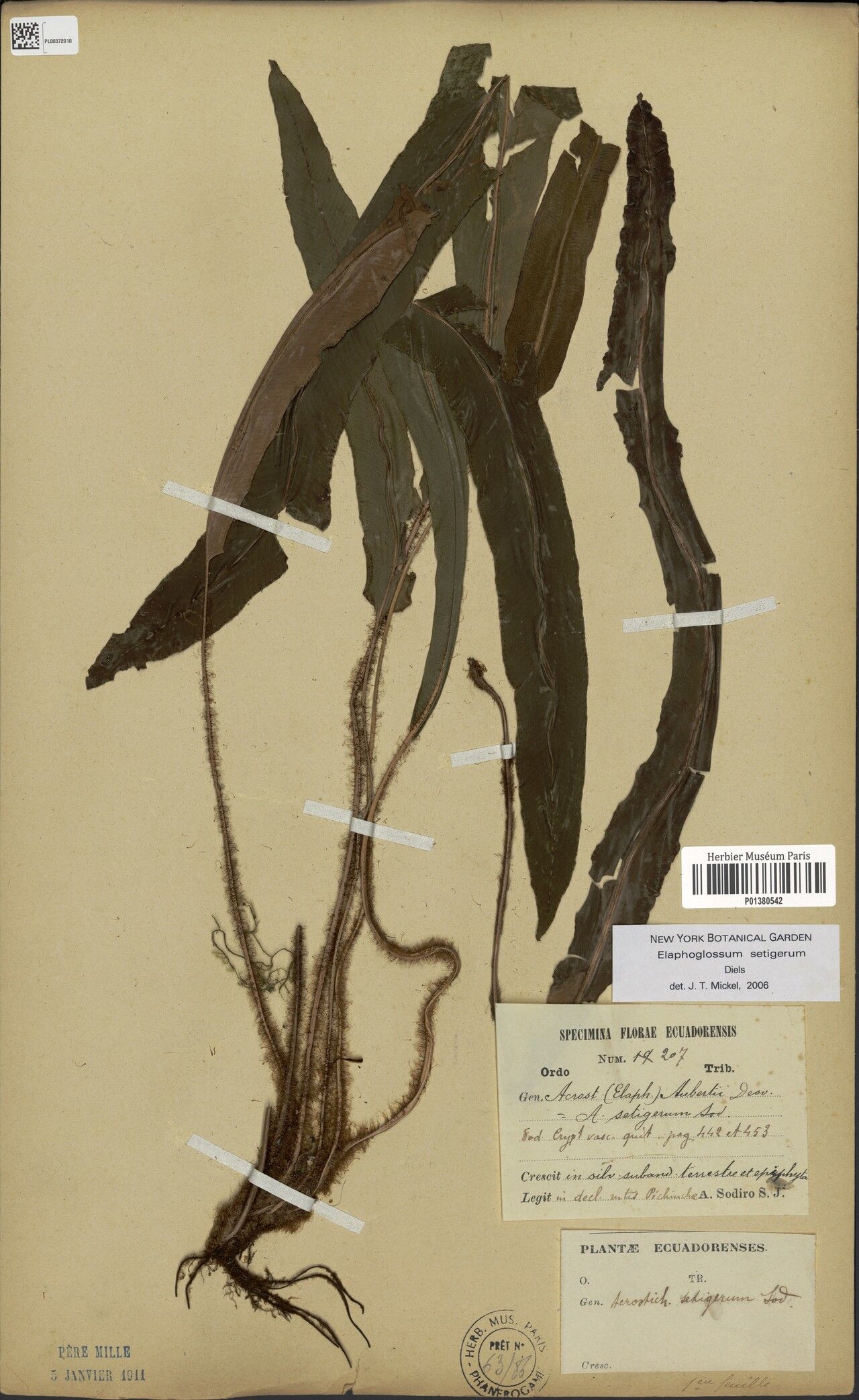 Elaphoglossum × setaceum — houseplant care guide