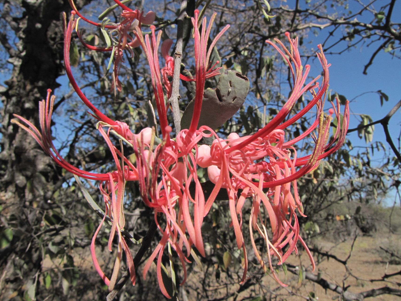 Plicosepalus kalachariensis — related species from the same genus