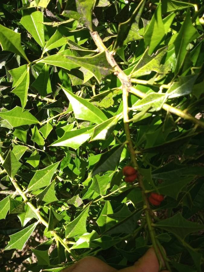 Jodina rhombifolia fruit