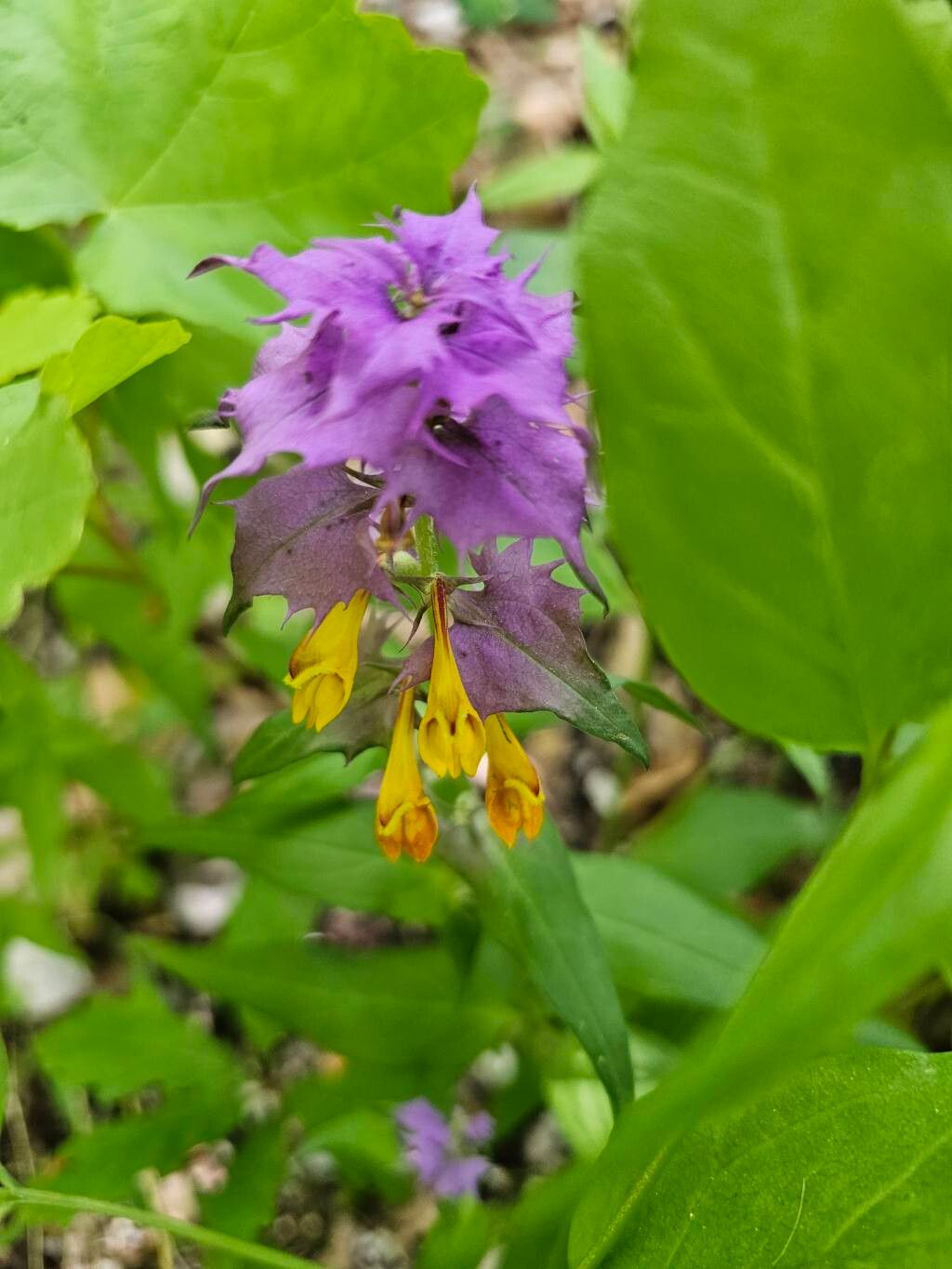 Melampyrum vaudense — houseplant care guide