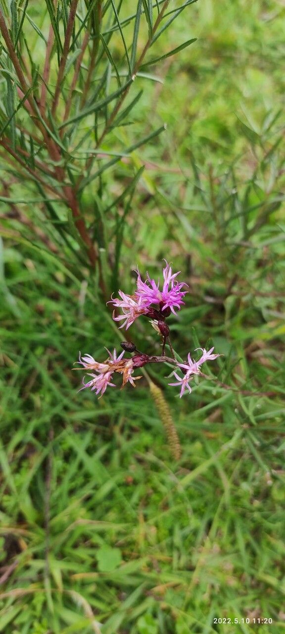 Vernonia angustifolia flower