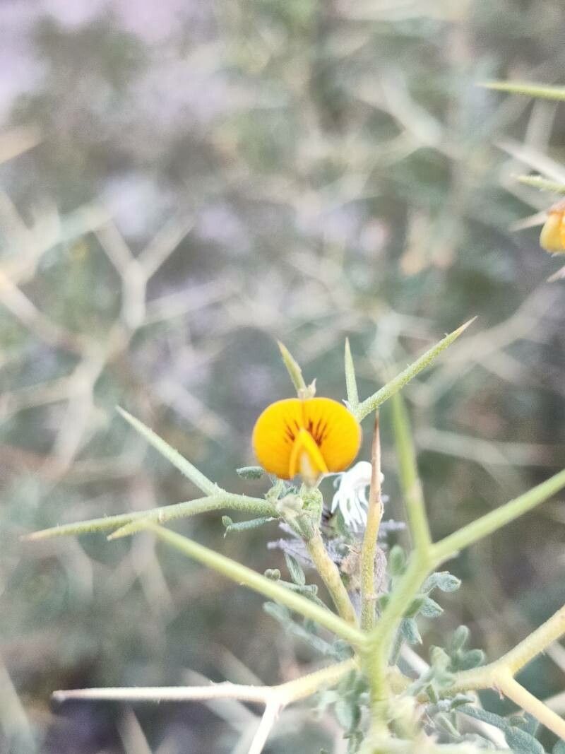 Adesmia spinosissima flower