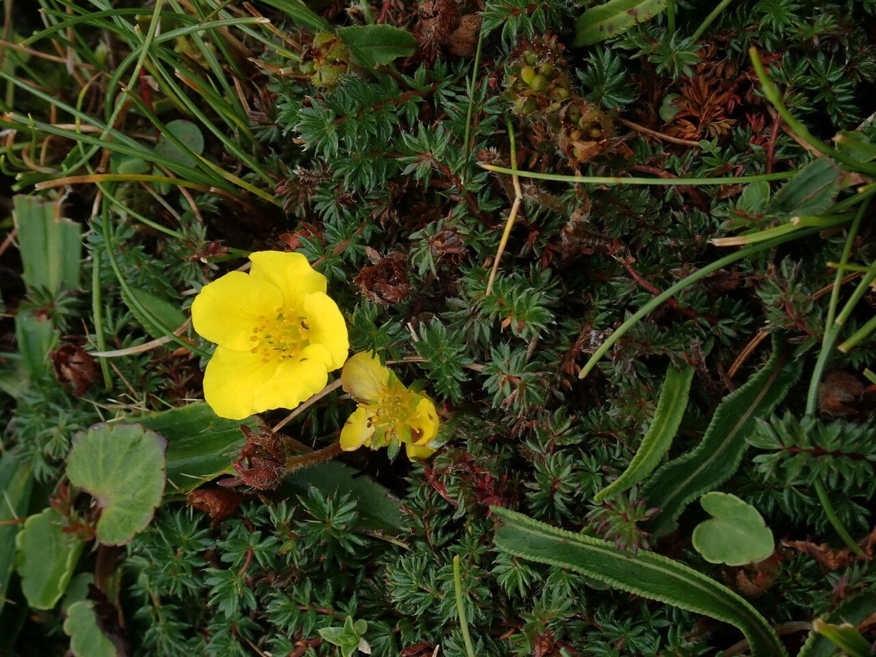 Argentina microphylla habit