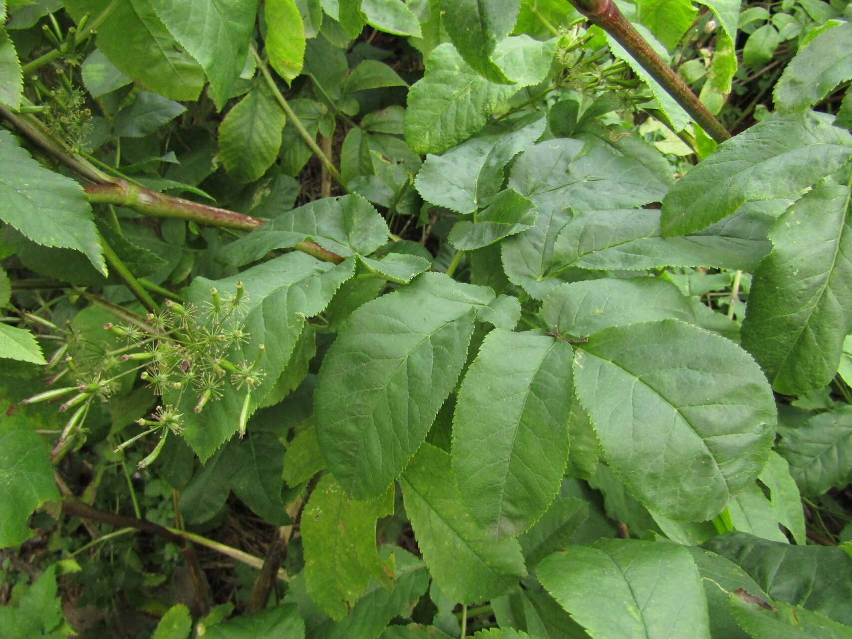 Chaerophyllum byzantinum leaf