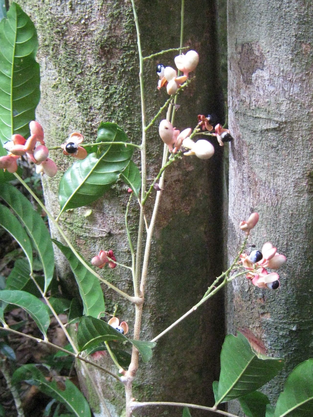 Cupania macrostylis habit
