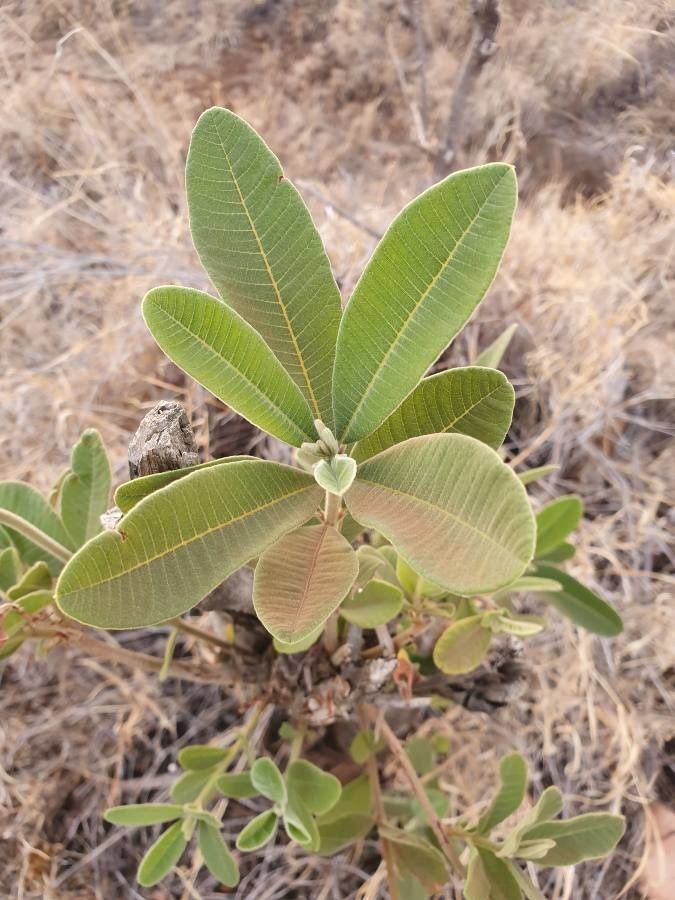 Ozoroa insignis — search result for 'Ozoroa'