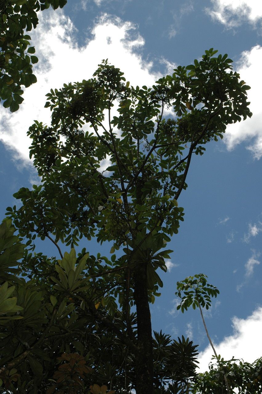 Polyscias oahuensis — search result for 'Polyscias'