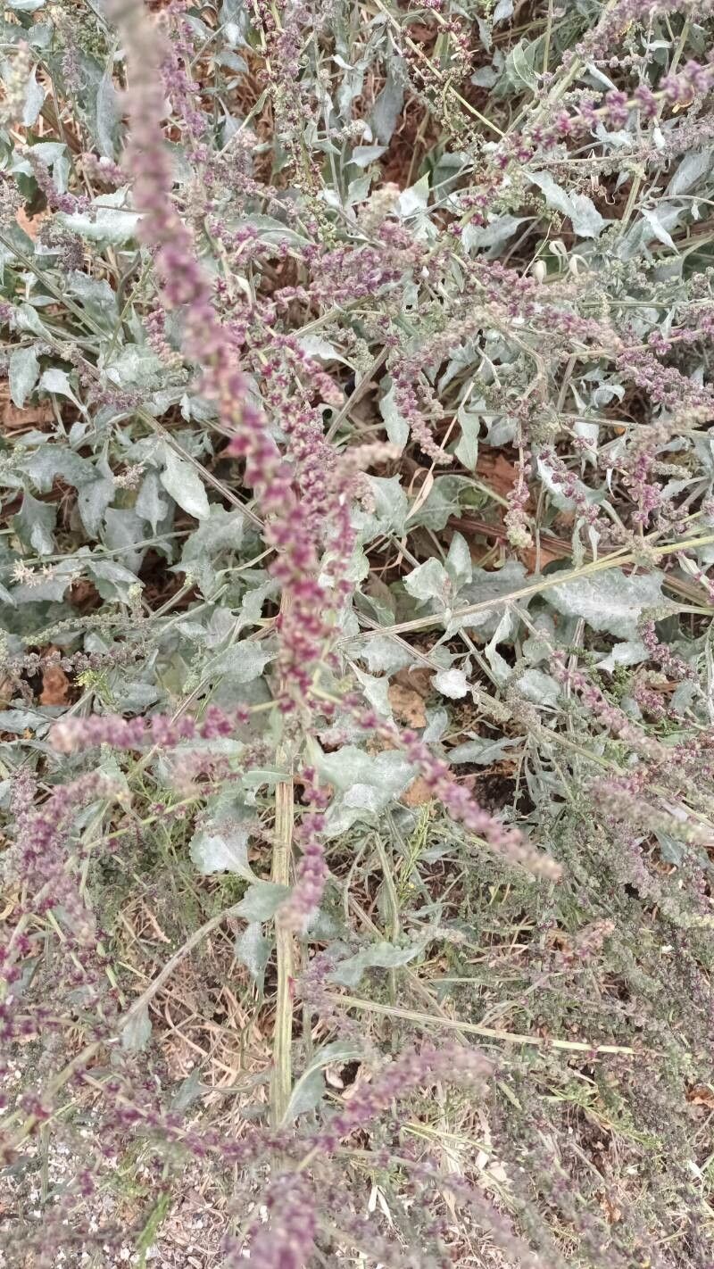 Beta macrocarpa flower