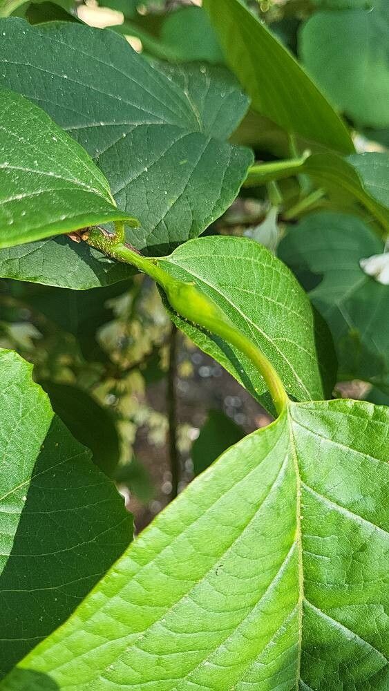 Styrax obassis leaf