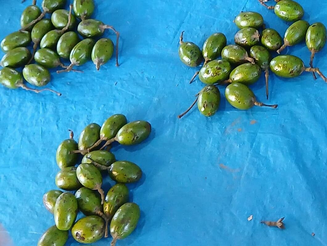 Phoebe cooperiana — related species from the same genus