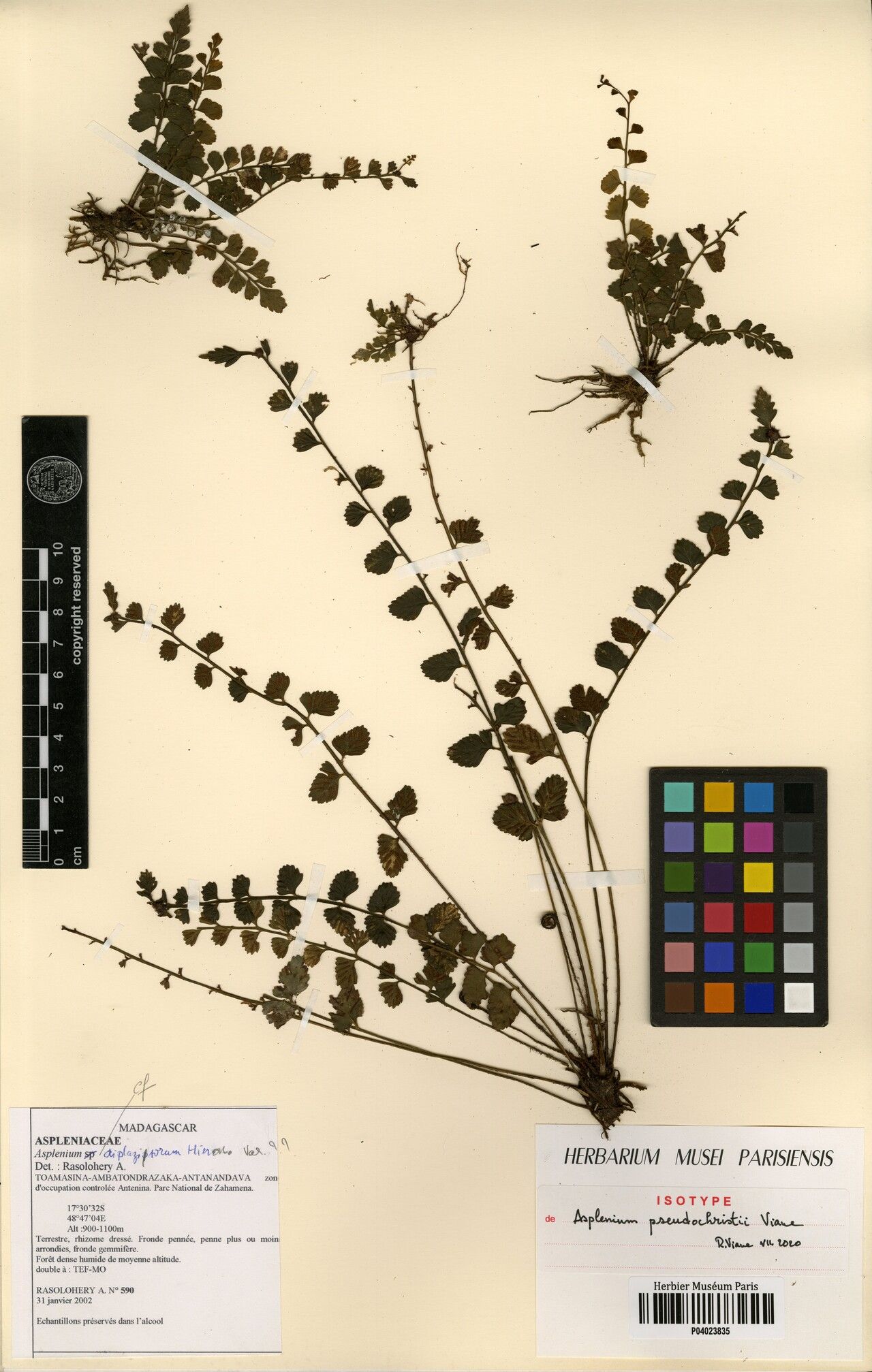 Asplenium pseudochristii — houseplant care guide