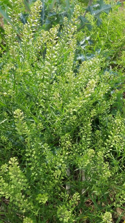 Lepidium austrinum habit