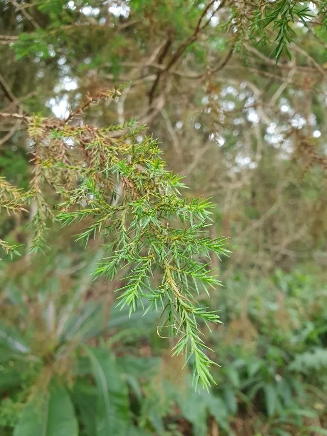 Juniperus procera — search result for 'Cupressaceae'