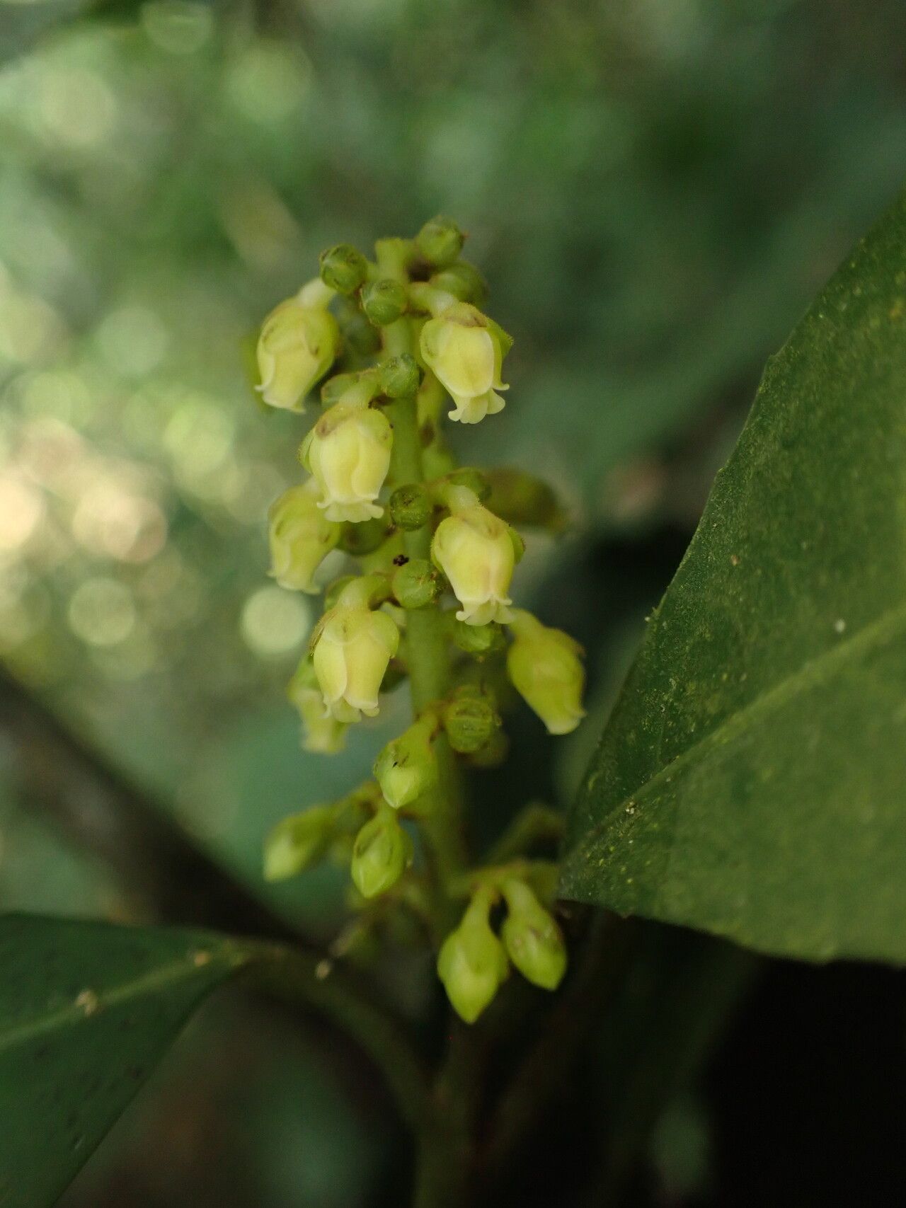 Rinorea subintegrifolia flower