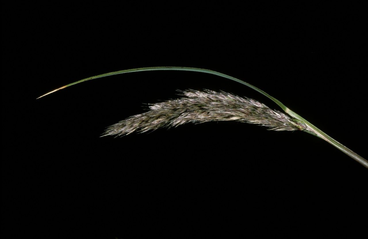 Elymus angulatus