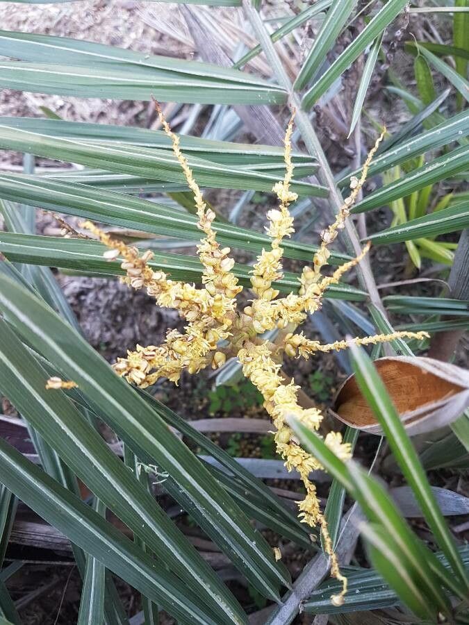 Syagrus microphylla flower