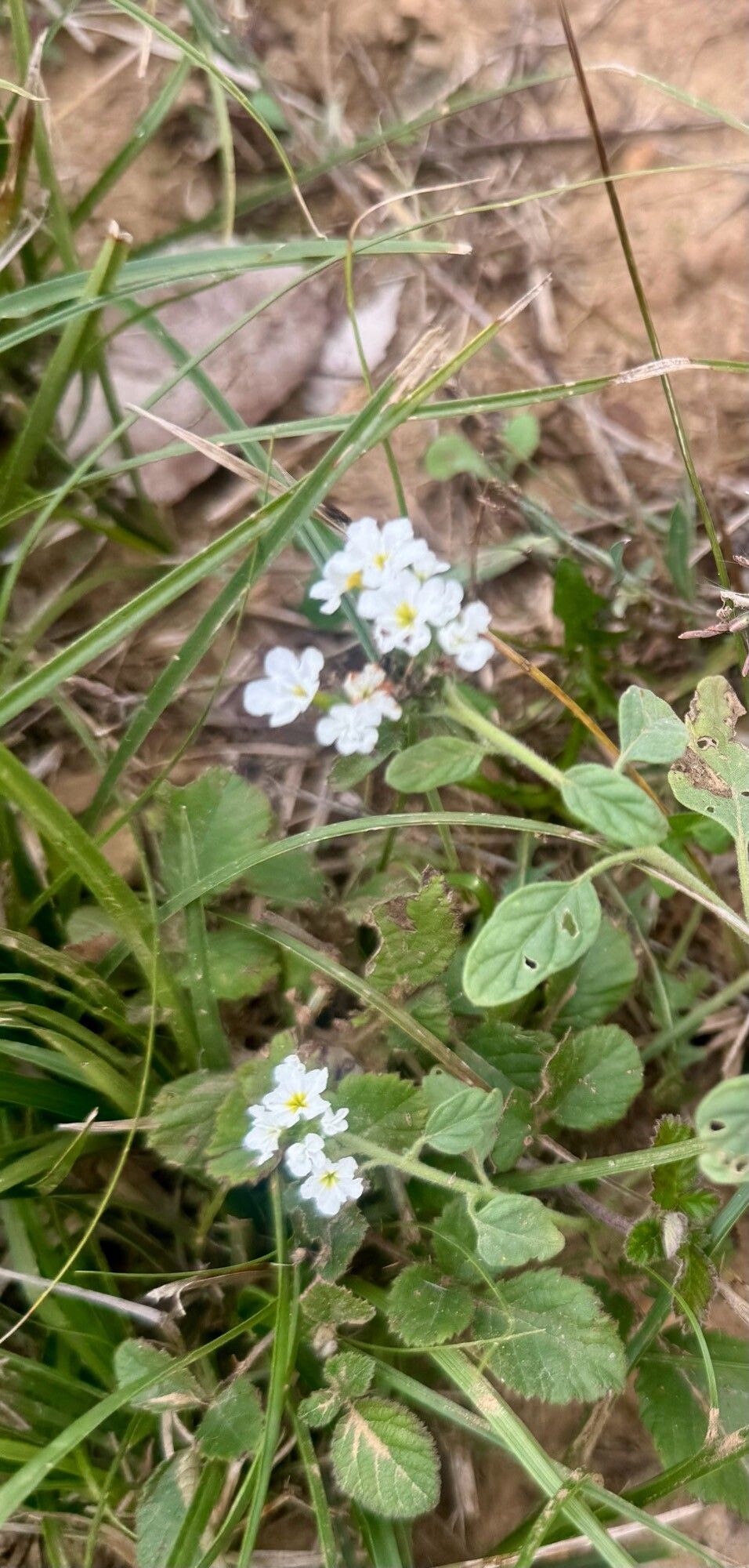 Heliotropium suaveolens flower