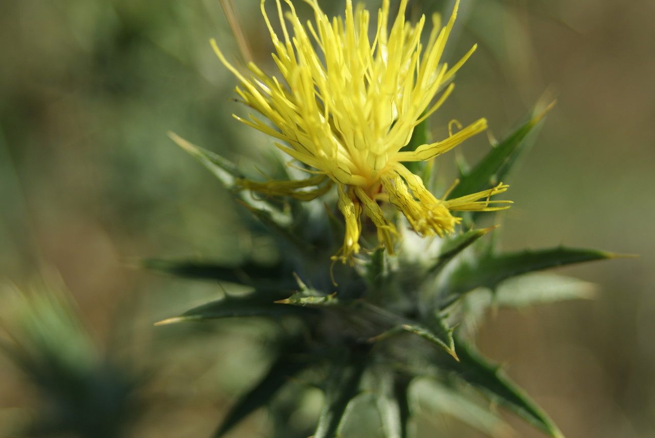 Centaurea melitensis flower
