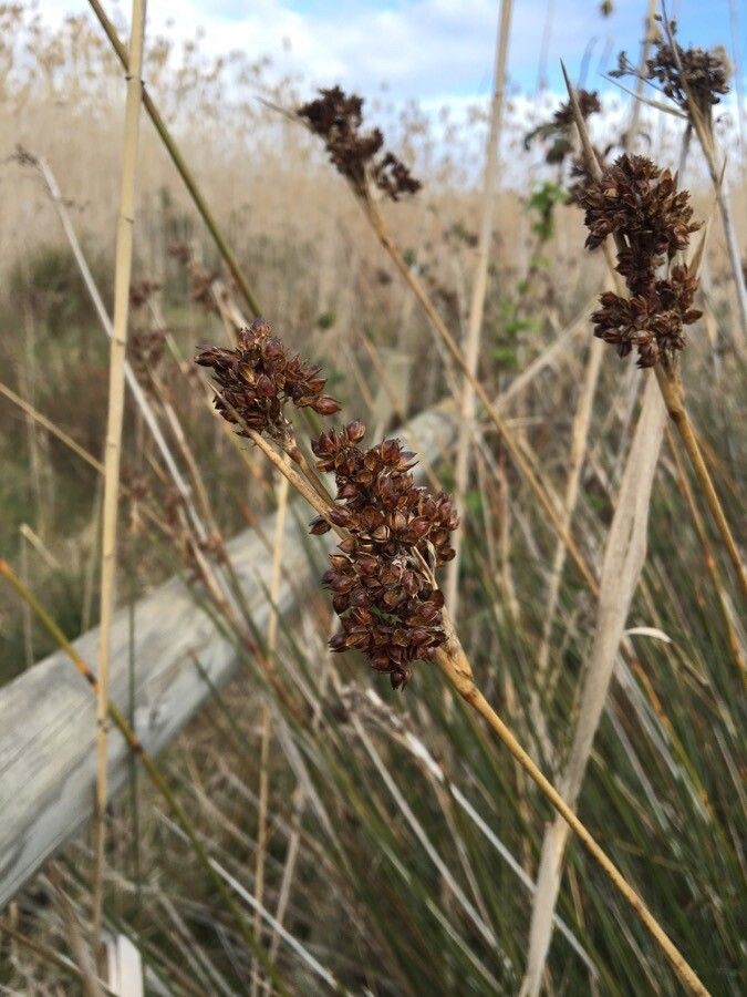 Juncus acutus fruit